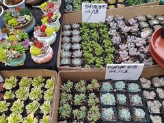 -曲阳花鸟市场(曲阳路店)