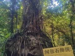 -莫里热带雨林景区