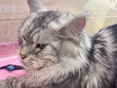 -北京观赏动物医院·24小时大型综合·猫专科·异宠专科