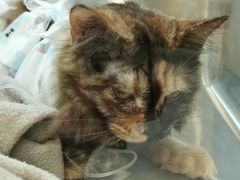 -萌兽医馆·犬猫专科·眼科中心·宠物医院(朝阳门分院)