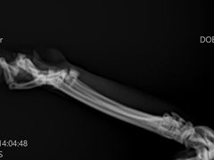 -艾贝尔宠物诊疗