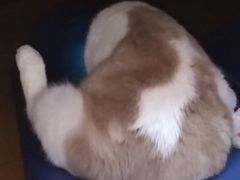 -伟伟宠物医院·瑞派猫友好医院·猫科(光谷店)