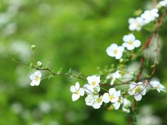 -上海辰山植物园