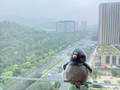 -济南喜来登酒店