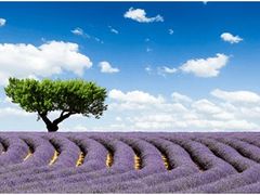 -北京东方普罗旺斯薰衣草庄园