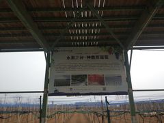 -白鹿原葡萄主题公园