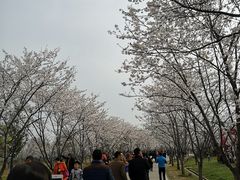 -天王浮山樱花园