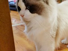 -达爱动物医院·犬猫分区·CT·复杂眼科(远洋山水分院)