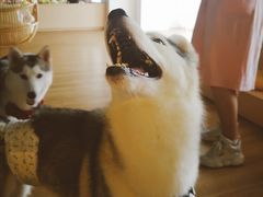 -Husky Go! 哈士奇体验馆·宠物咖啡厅狗咖