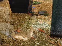 -宝燕海鲜(好爱店)