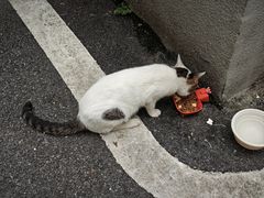 -宠物星动物医院·眼科·异宠·猫科(江南大道总院)