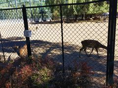 -北京麋鹿生态实验中心