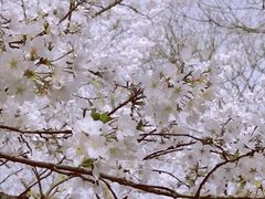 -西湖外事游船(花港观鱼码头)