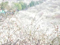 -香雪海