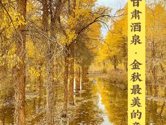 -金塔沙漠胡杨林景区
