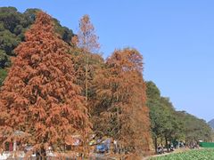 -广州市石门国家森林公园