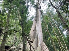 -西双版纳原始森林公园