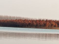 -合肥滨湖国家森林公园