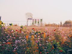 -七的湖·晚芳亭·阳澄湖农家菜·大闸蟹(莲花岛店)