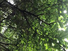 -南山植物园