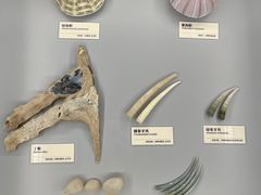 -天津古林古海岸遗迹博物馆