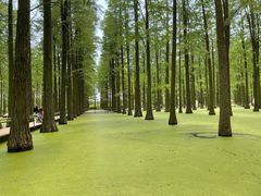 -渌洋湖湿地公园