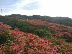 -大围山国家森林公园