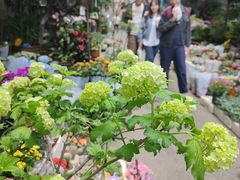 -循礼门鲜花花市(武汉循礼门店)