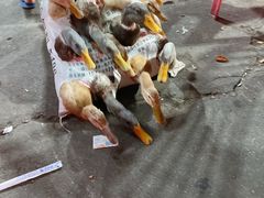 -霞姐屯昌枫木香草鸭店(海螺店)