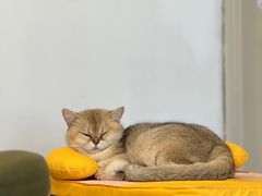 -有喵·猫咖·狗咖·30几只猫10只小狗(岗厦店)