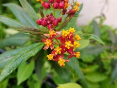 -正佳雨林生态植物园