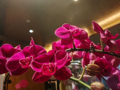 -桃花源中餐厅(金茂豪华精选酒店)