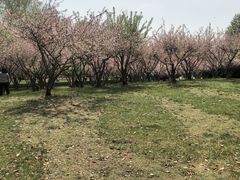 -中央公园(苏州工业园区)