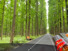 -东平国家森林公园