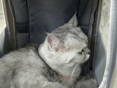 -瑞鹏宠物医院·夜间急症·心超·猫科(祖庙分店)