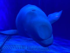 -多彩贵州城极地海洋世界