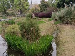 -三垟湿地