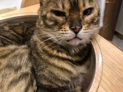 -飞行喵MR PILOT|猫舍·猫咖(静安大融城店)