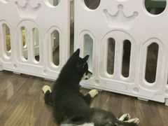 -柯斗斗主题餐厅·狗咖·围炉煮茶·茶饮(国瑞升平里店)