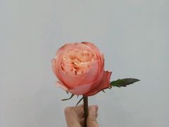 -Butchart布查德鲜花(花艺设计中心)
