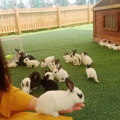 -萌宠亲子动物乐园(槐房万达店)