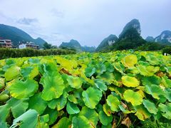-靖西鹅泉风景区