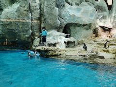 -帝企鹅自助餐厅•儿童岛•真企鹅(长隆企鹅酒店)