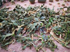 -兰陵国家农业公园