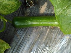 -杨柳青园艺科技博览园