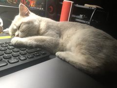 -猫大福·Fortune Cat猫舍(百子湾店)
