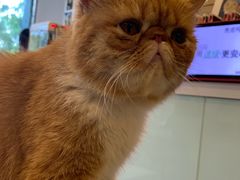 -平行世界·猫咖(首经贸店)