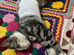 -宠福鑫康馨动物医院·骨科·眼科