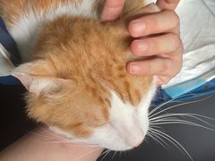 -瑞派申生动物医院·24H夜诊·国际动物医疗中心·骨外科(吴中路店)