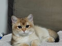 -猫十亿·布偶金渐层·曼基康矮脚猫舍(青年路店)